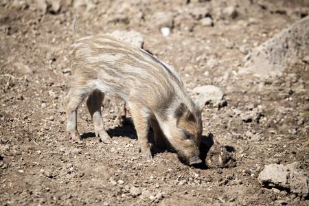 Little pig in the mud at the zoo .