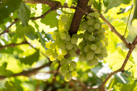 Green grapes in the garden in summer .