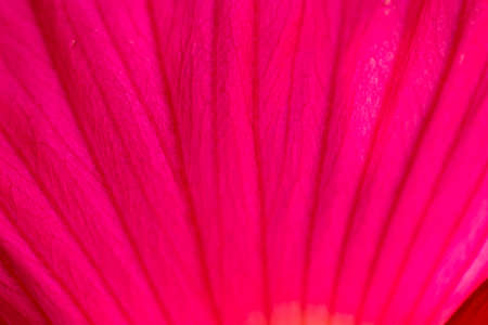 Petal of a red flower as a background. Macroの写真素材