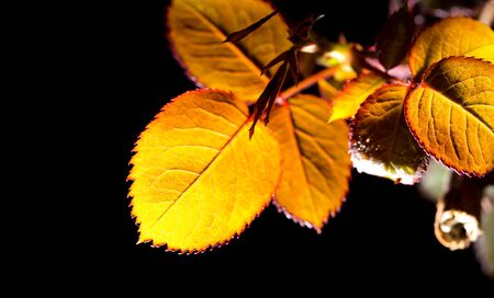 Young leaves with drops of dew on a black background .の写真素材