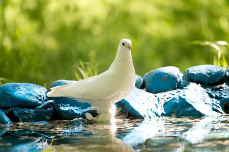 White dove near the water in the parkの写真素材