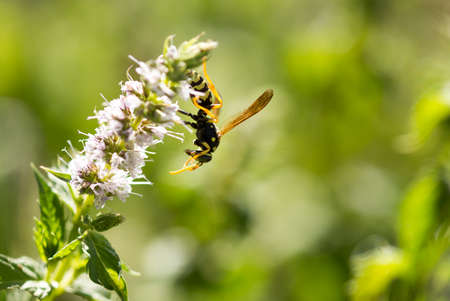 Wild wasp on flower in nature. Macroの写真素材