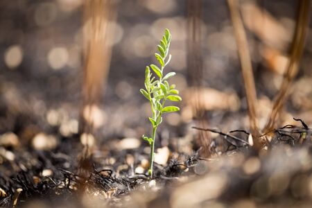 Green sprout on burnt grass after fire .の写真素材