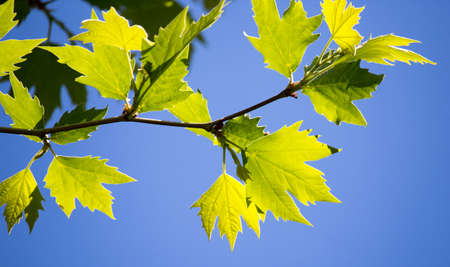 Green leaves on maple tree in summerの写真素材