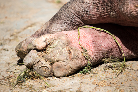 Paws with fingers at the hippopotamus in the zooの写真素材