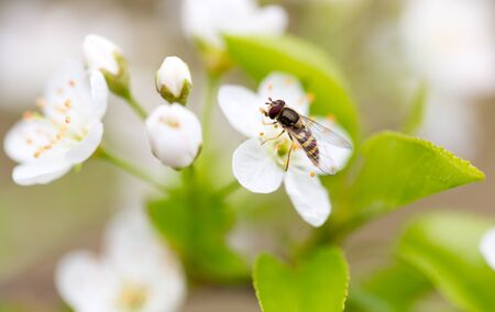 Fly on white flowers on a tree in spring .の写真素材