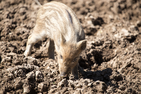 Little pig in the mud at the zoo .の写真素材