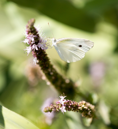 Beautiful butterfly in the wild on a plant. Macroの写真素材