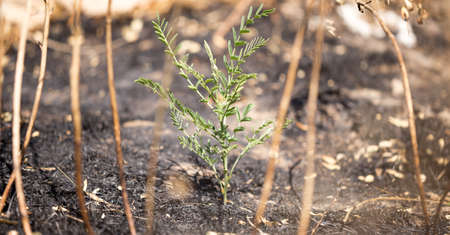 Green sprout on burnt grass after fire .の写真素材