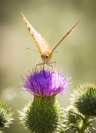 Beautiful butterfly in the wild on a plant. Macroの写真素材