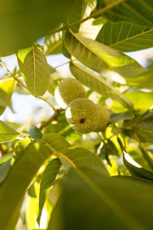 Green walnuts on the branches of a tree .
