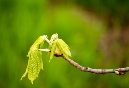 kidney with leaves on a chestnut tree in spring .の写真素材