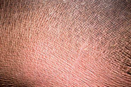 Leather hippo as a background. Abstract texture