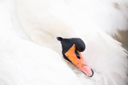 Beautiful white swan on nature in spring .の写真素材