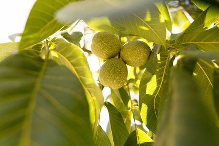 Green walnuts on the branches of a tree .の写真素材