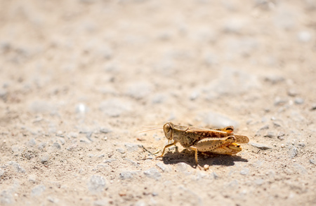 Grasshopper sits on the ground in wildlife .の写真素材