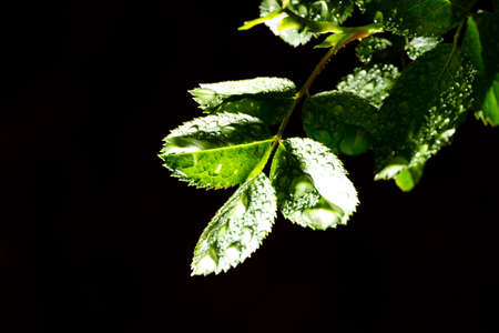 Green leaves with drops of dew on a black background .