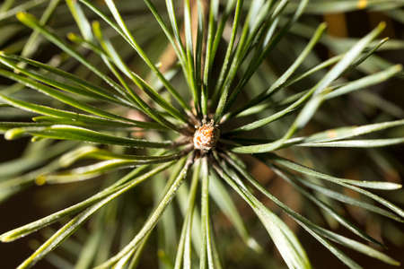 Needles on a pine in the winter .