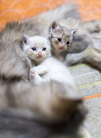 Portrait of two small kittens near mom .の写真素材
