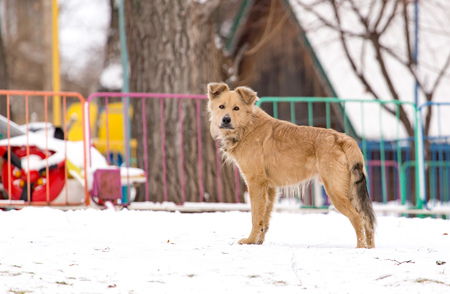 Portrait of dog on snow in winter .の写真素材