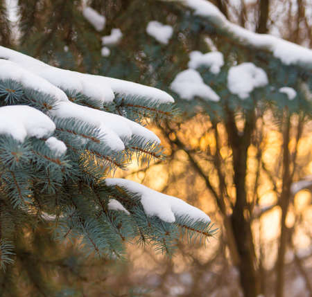 Snow on a coniferous tree at sunrise in the morning .の写真素材
