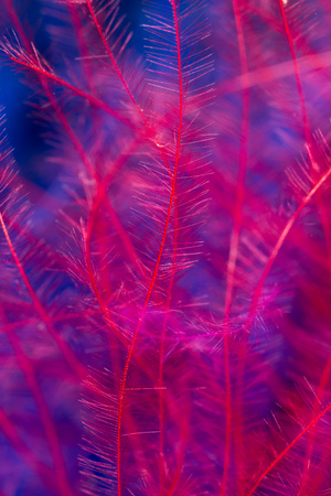 Blue and red feather as an abstract background. Macro