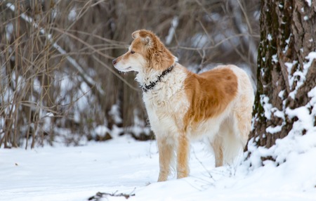 Portrait of dog on snow in winter .の写真素材
