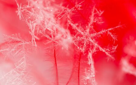 Snowflake on a red feather as a background. Macro
