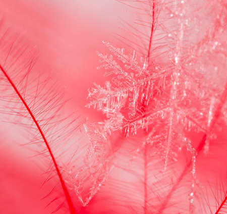 Snowflake on a red feather as a background. Macro