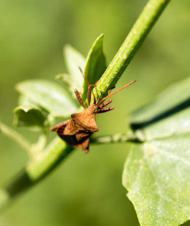 A bug on a green plant. Macroの写真素材