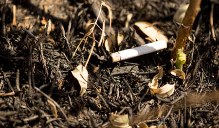 Burned cigarette on the ground like garbage .の写真素材