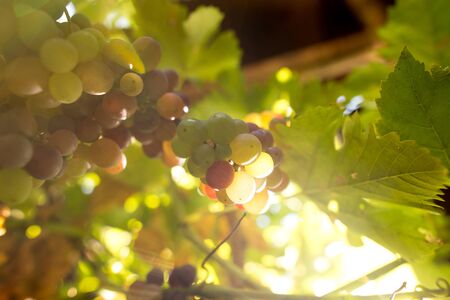 Ripe bunch of grapes in the garden .の写真素材