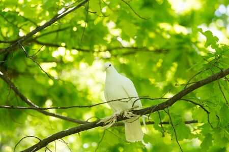 White doves on a tree in the summer .の写真素材