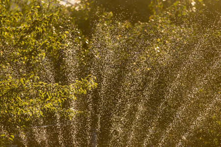 Splashes of water in the garden at sunset .の写真素材