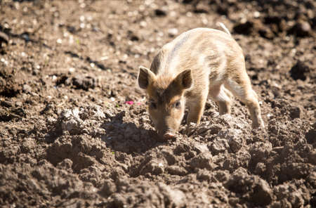 Little pig in the mud at the zoo .の写真素材