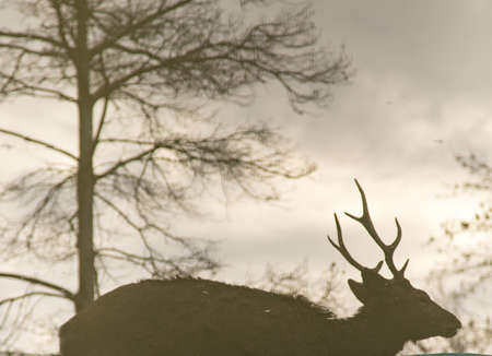 Reflection in the water of a deer in the forest .の写真素材