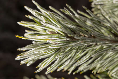 Needles on a pine in the winter .