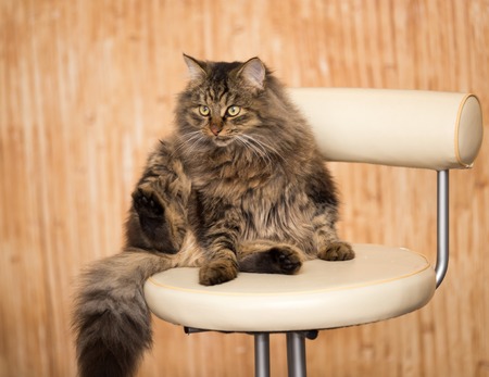 Portrait of a furry cat Maine Coon .の写真素材