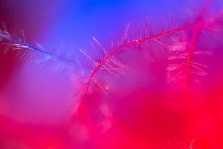 Blue and red feather as an abstract background. Macroの写真素材