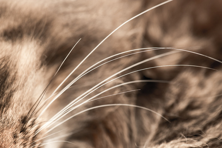 Long mustache in fluffy cat as a background .の写真素材