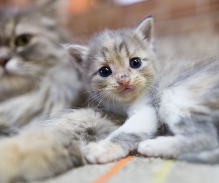 Portrait of a small kitten in the houseの写真素材