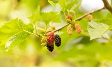 Mulberry berries on a tree in the nature .の写真素材