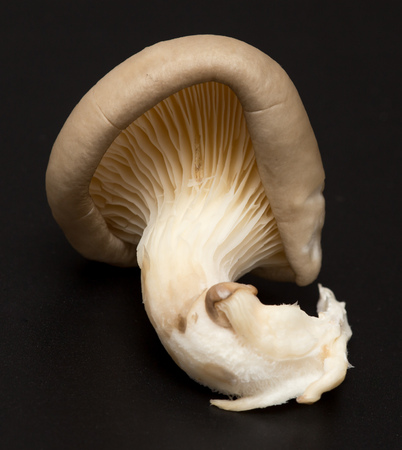 Fresh mushrooms oyster mushrooms on a black background .の写真素材