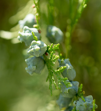 Thuya fruits on a tree branch. Macroの写真素材