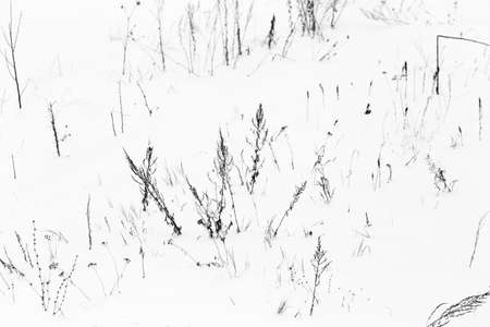 Dry grass in snow on nature in winter .の写真素材