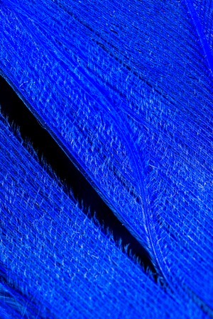 A blue feather as an abstract background. Macroの写真素材