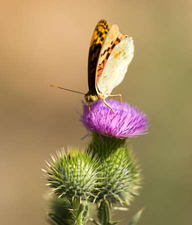 Beautiful butterfly in the wild on a plant. Macroの写真素材
