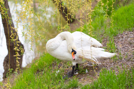 Beautiful white swan on nature in spring .の写真素材