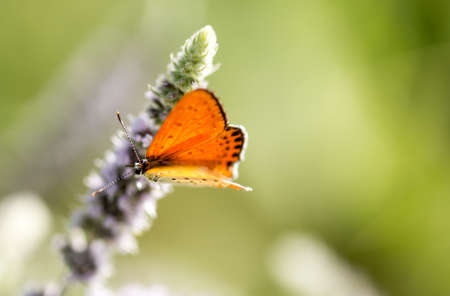 Beautiful butterfly in the wild on a plant. Macro