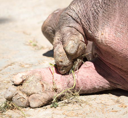 Paws with fingers at the hippopotamus in the zooの写真素材